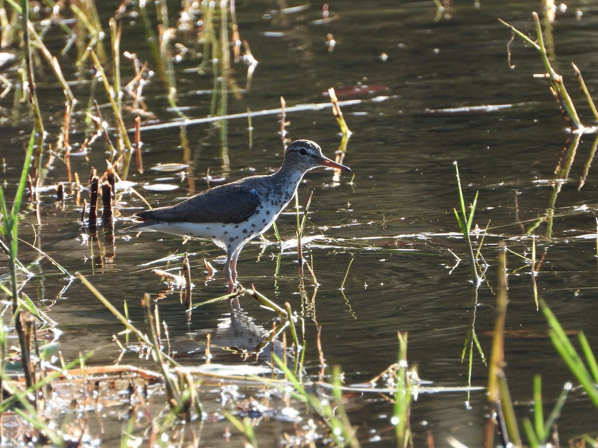 Spotted Sandpiper - ML621742389