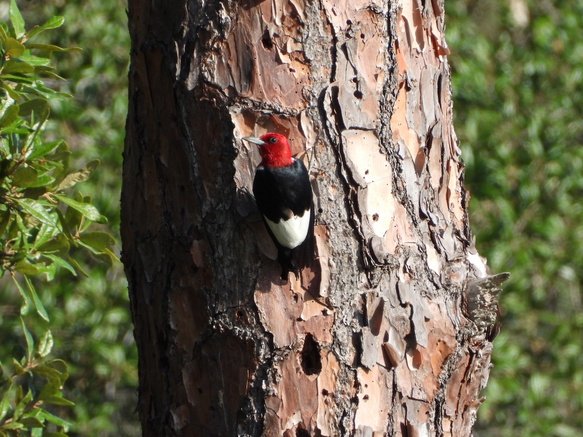 Red-headed Woodpecker - ML621742454