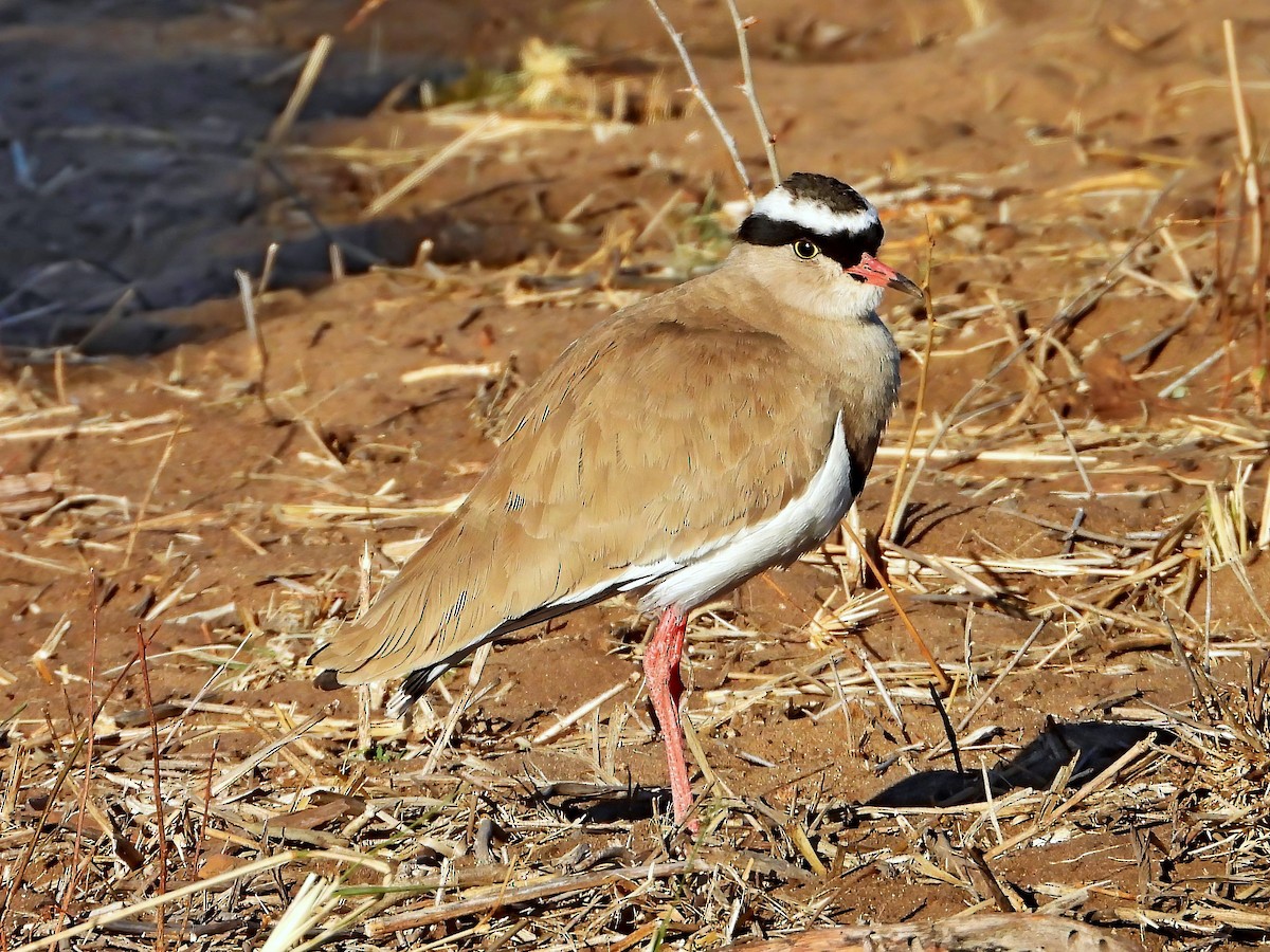 Crowned Lapwing - ML621742458