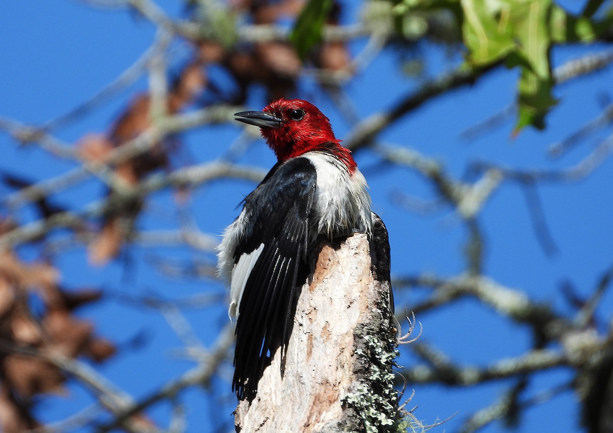 Red-headed Woodpecker - ML621742470