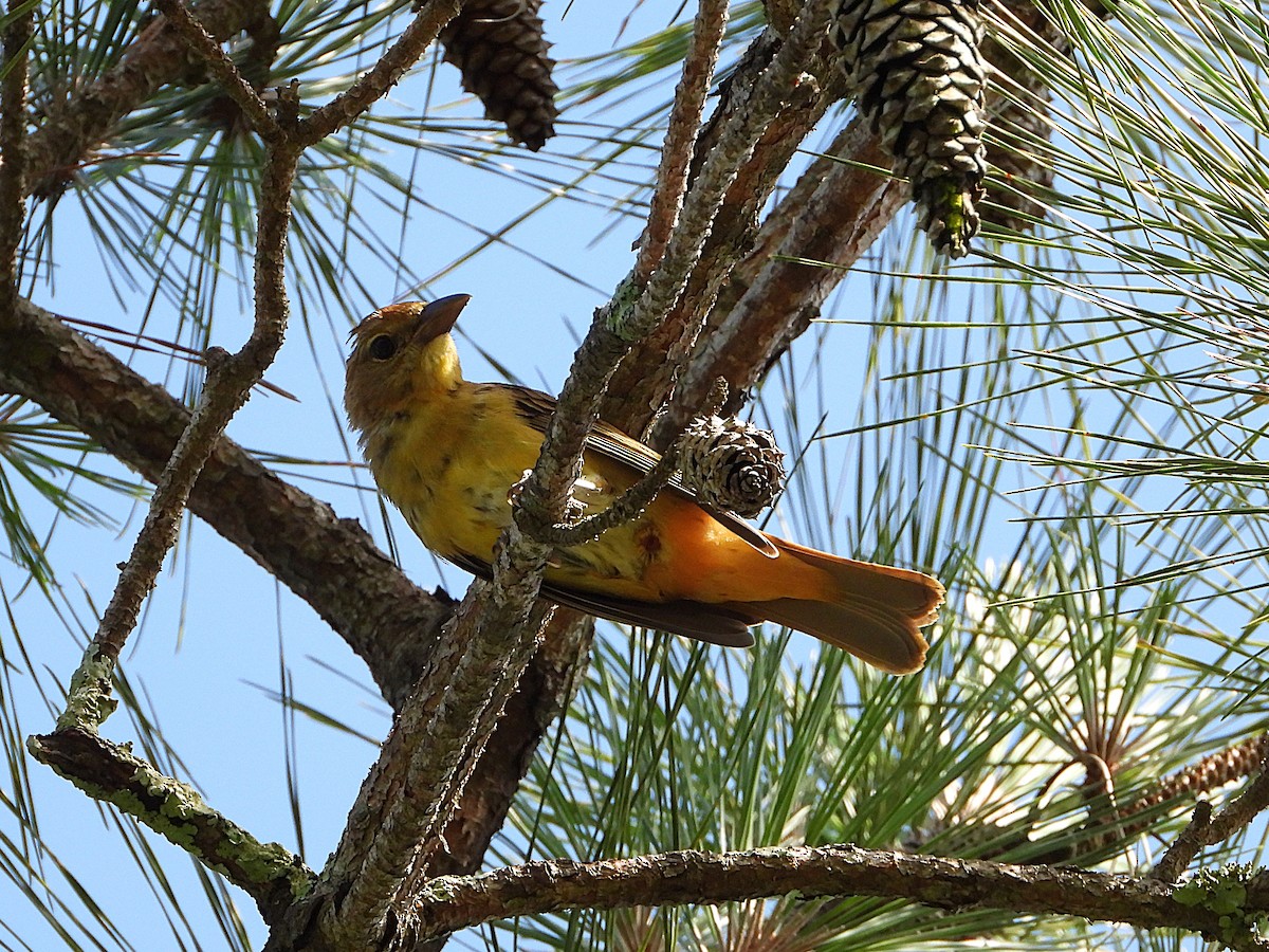 Summer Tanager - ML621742526