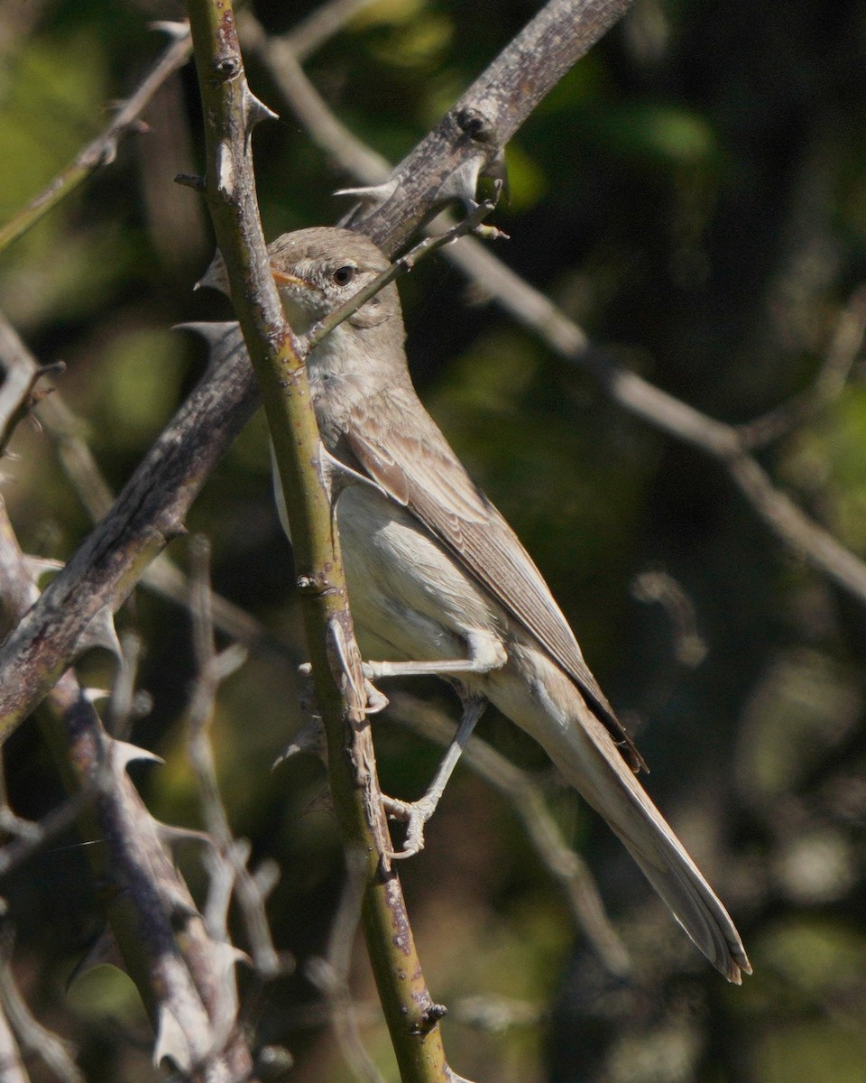 Olive-tree Warbler - ML621742528