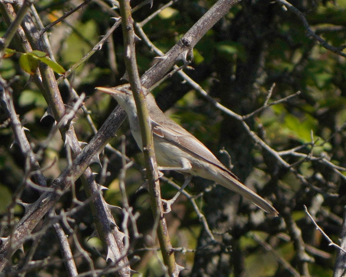 Olive-tree Warbler - ML621742529