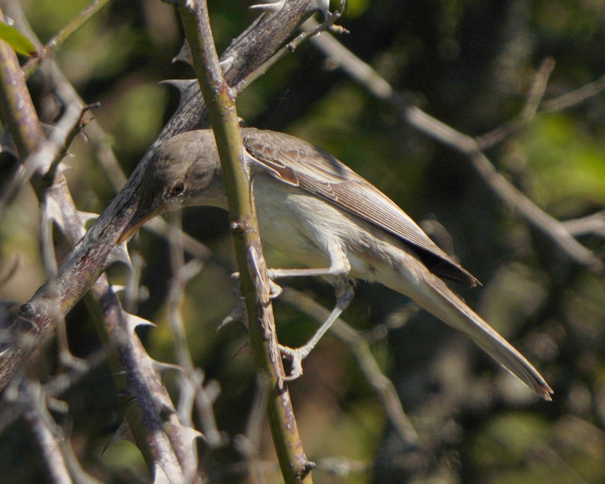 Olive-tree Warbler - ML621742530