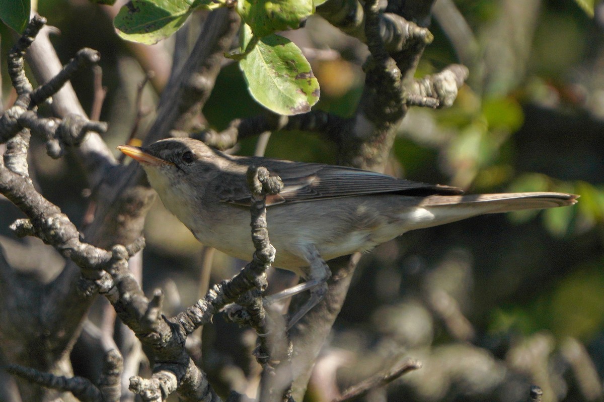 Olive-tree Warbler - ML621742531