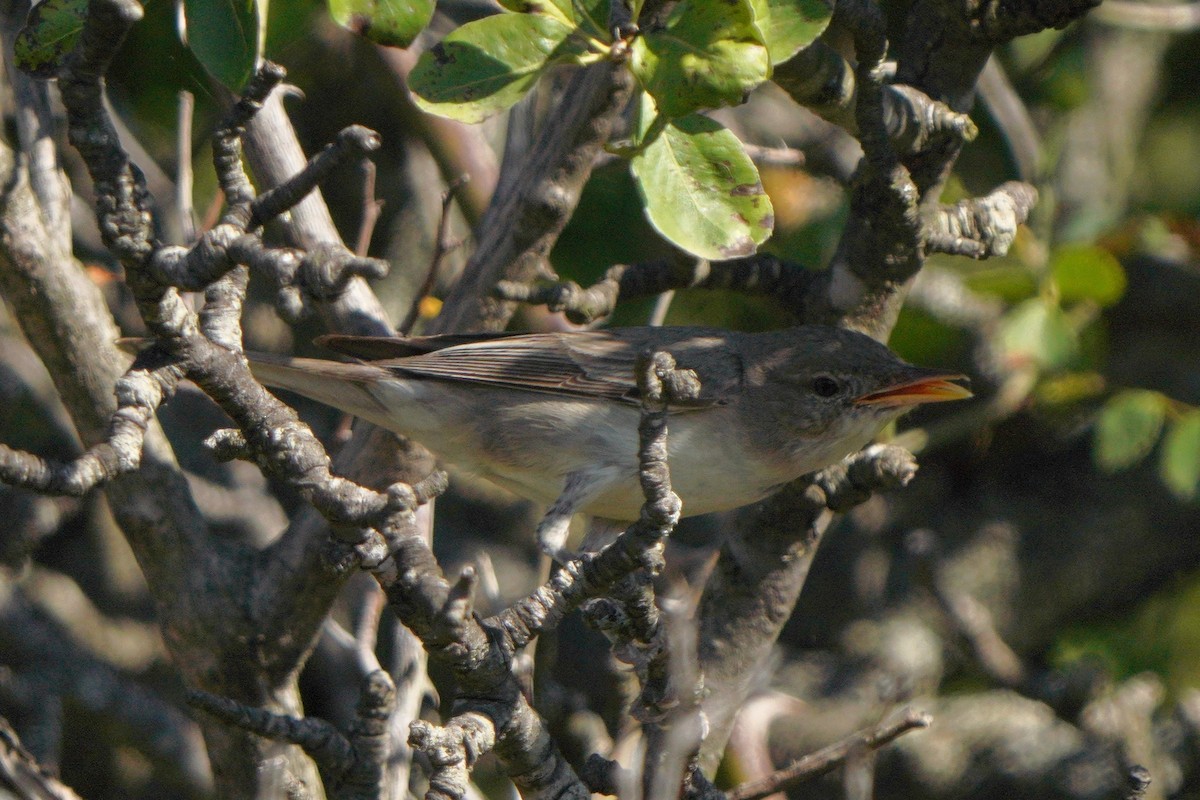 Olive-tree Warbler - ML621742532