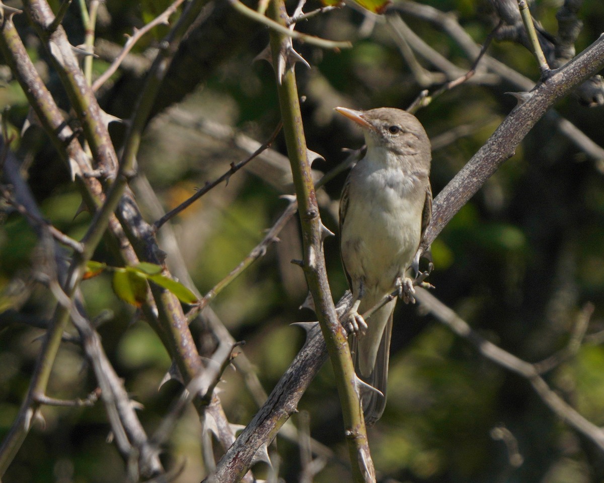 Olive-tree Warbler - ML621742533