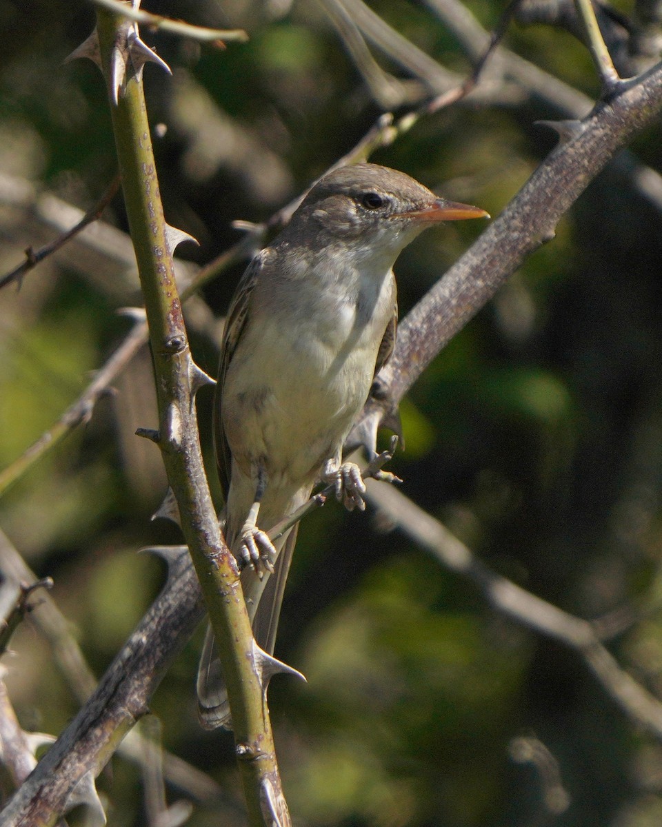 Olive-tree Warbler - ML621742534