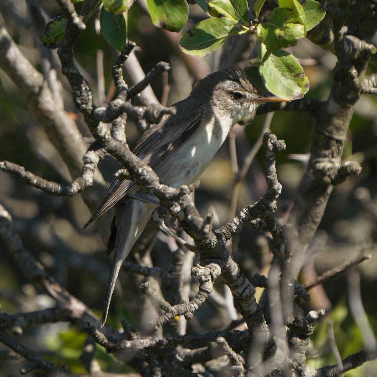 Olive-tree Warbler - Jörg Albert