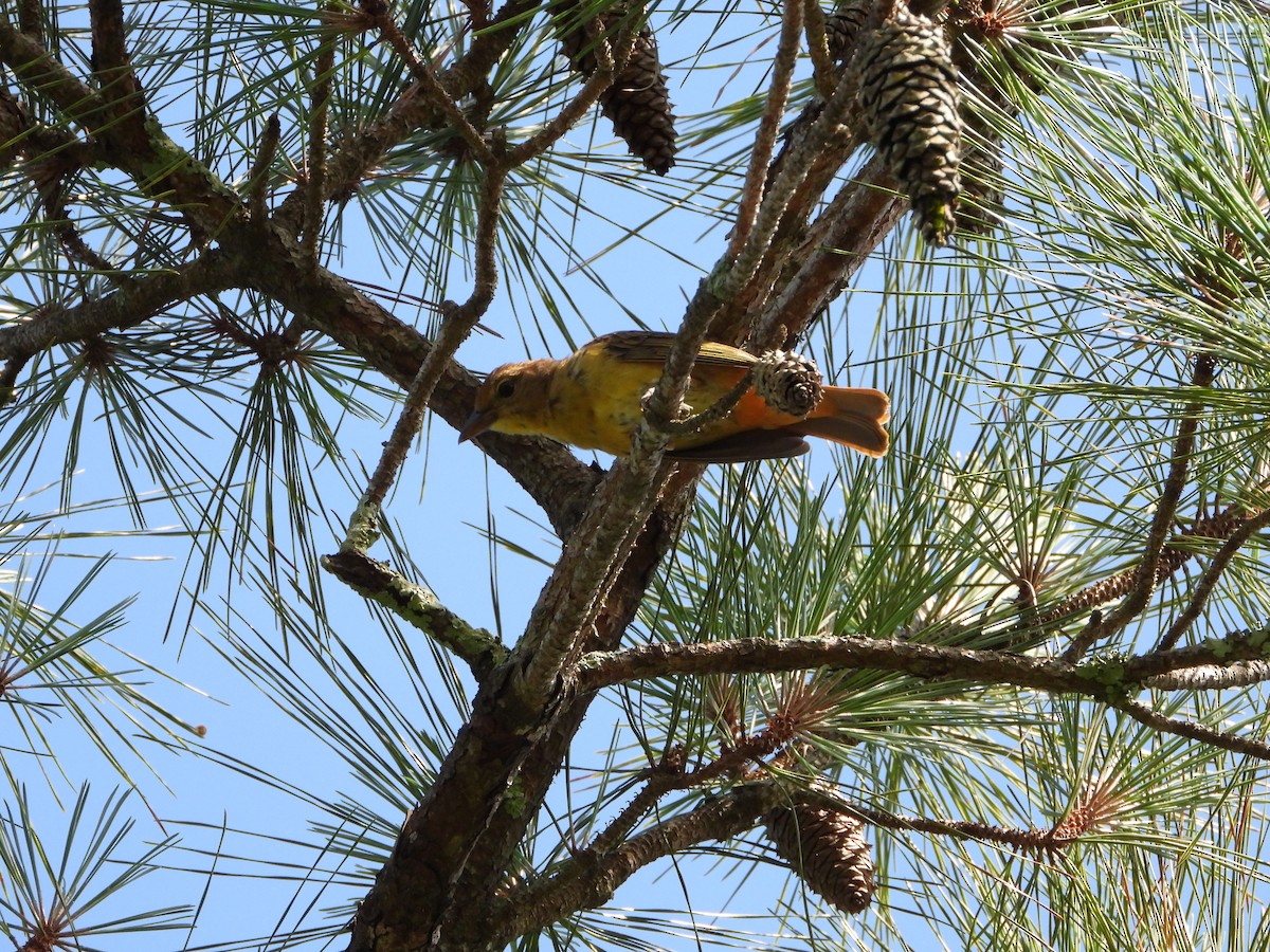 Summer Tanager - ML621742546