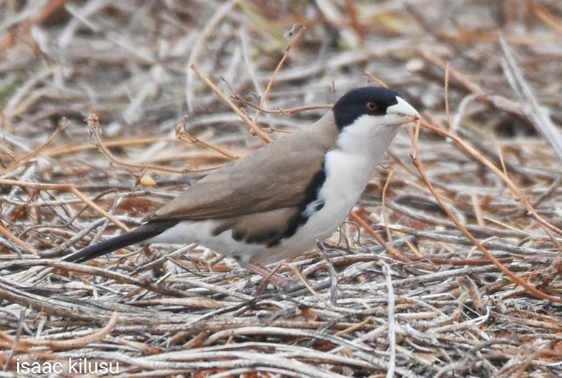 Black-capped Social-Weaver - ML621742555