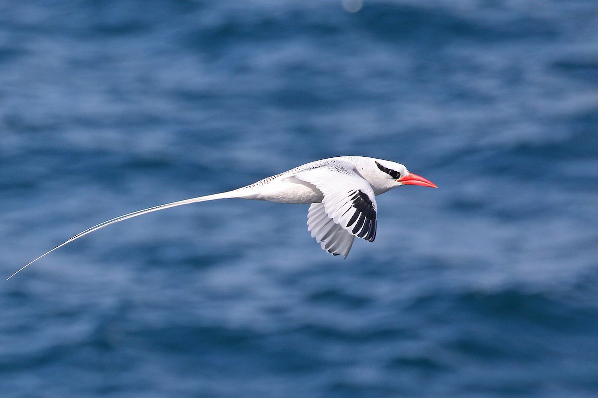 Red-billed Tropicbird - ML621742640