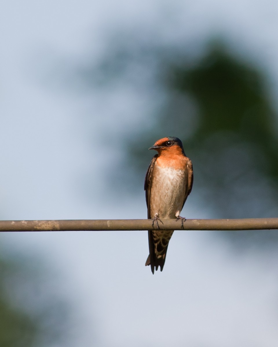 Pacific Swallow - ML621742642