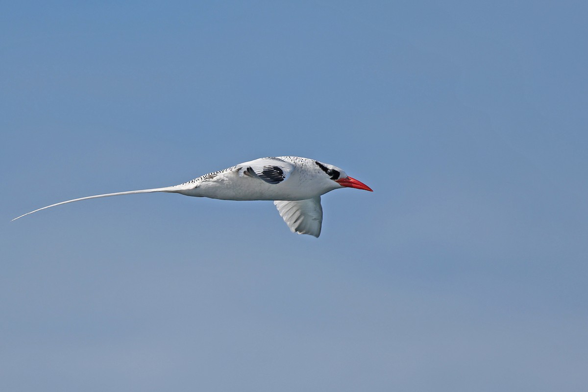 Red-billed Tropicbird - ML621742649