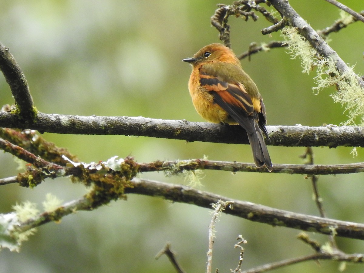 Cinnamon Flycatcher - ML621742651