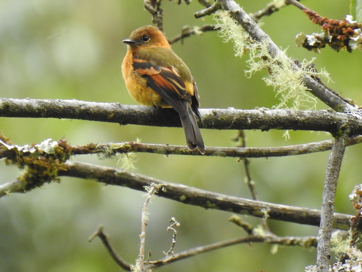 Cinnamon Flycatcher - ML621742652