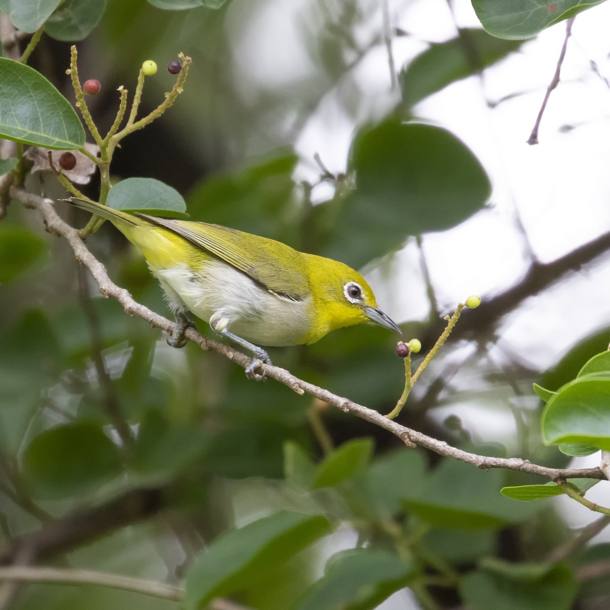 Lowland White-eye - ML621742772
