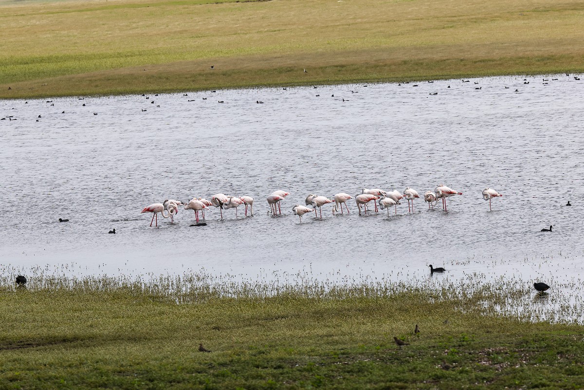 Greater Flamingo - ML621742815