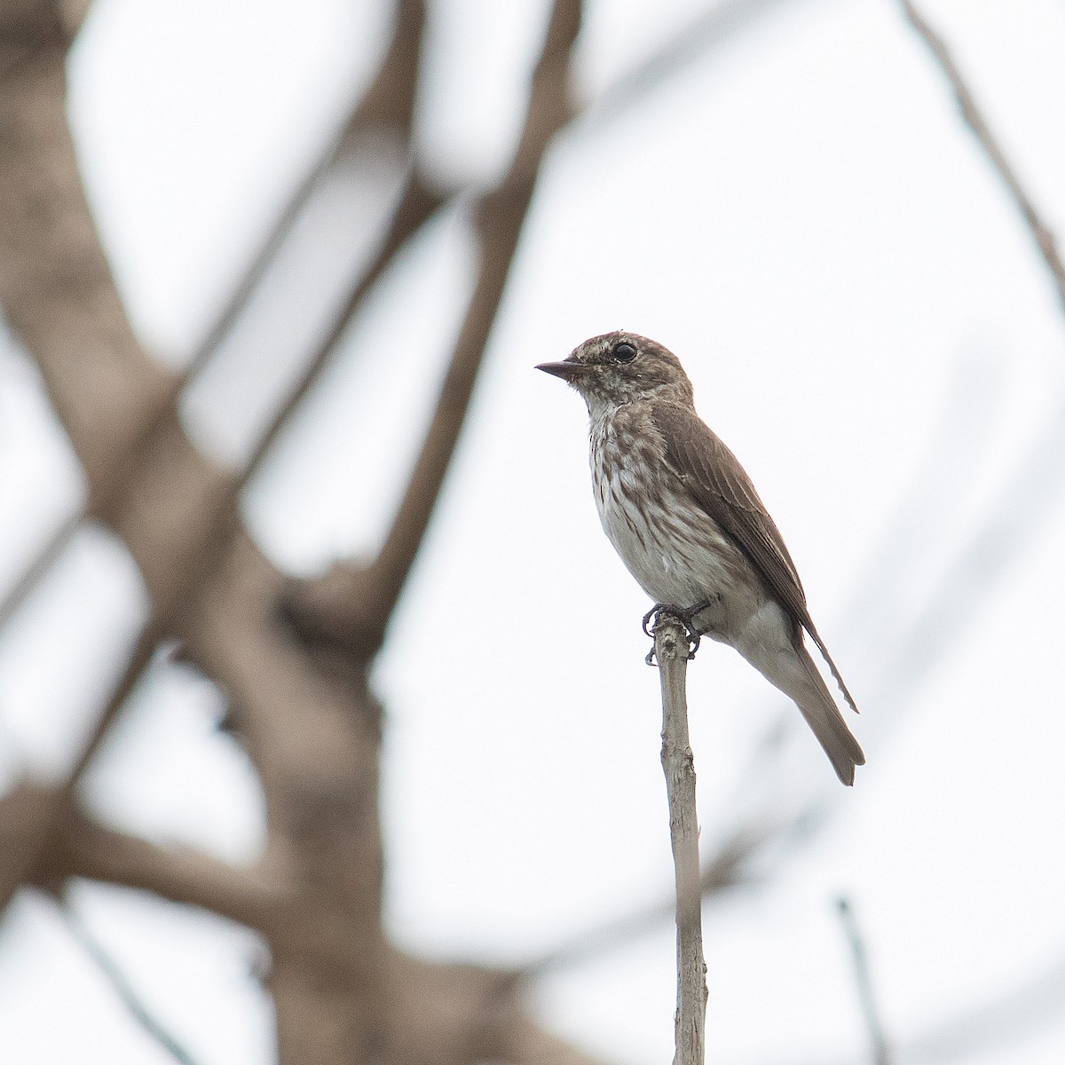 Gray-streaked Flycatcher - ML621742844