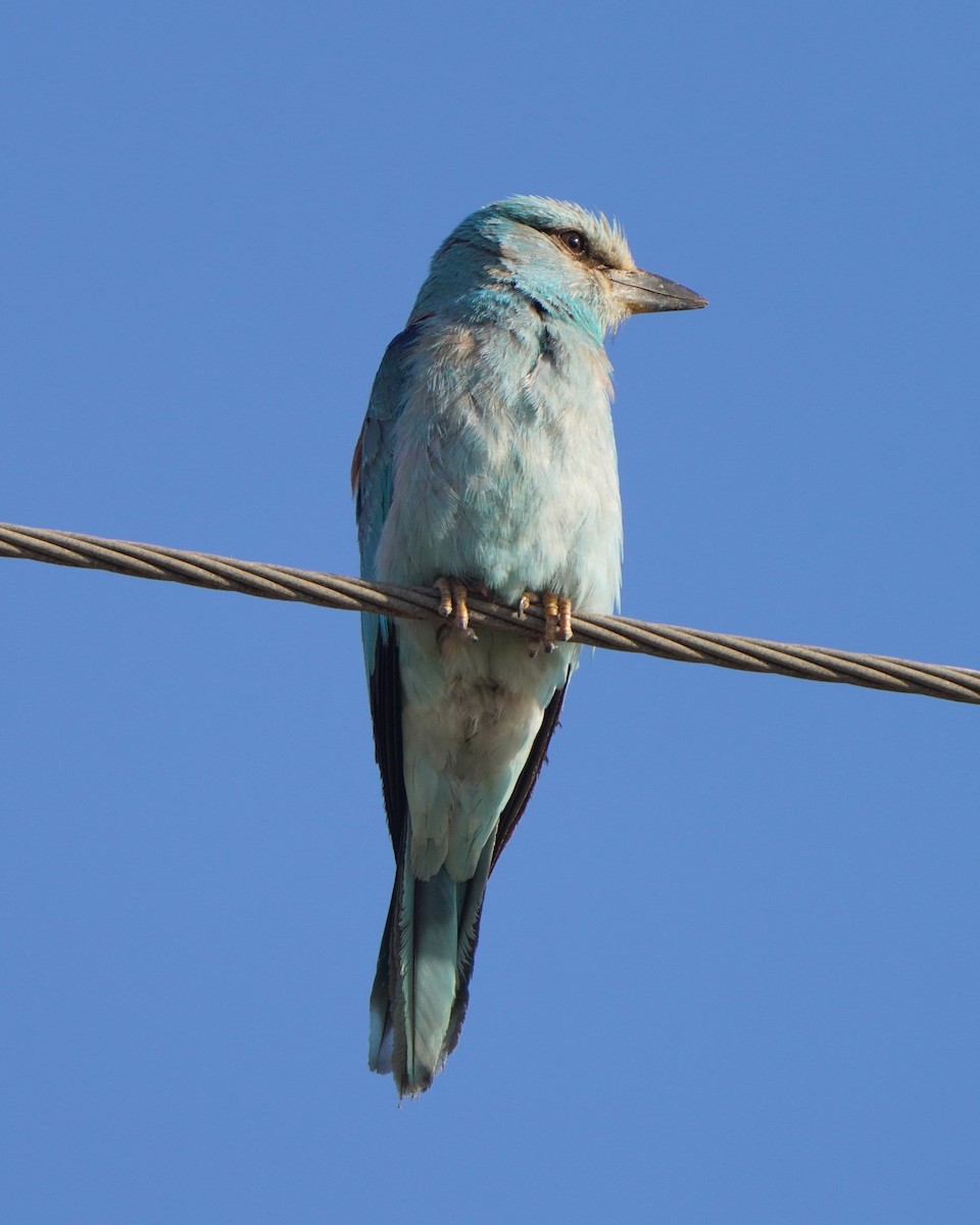 European Roller - ML621742850