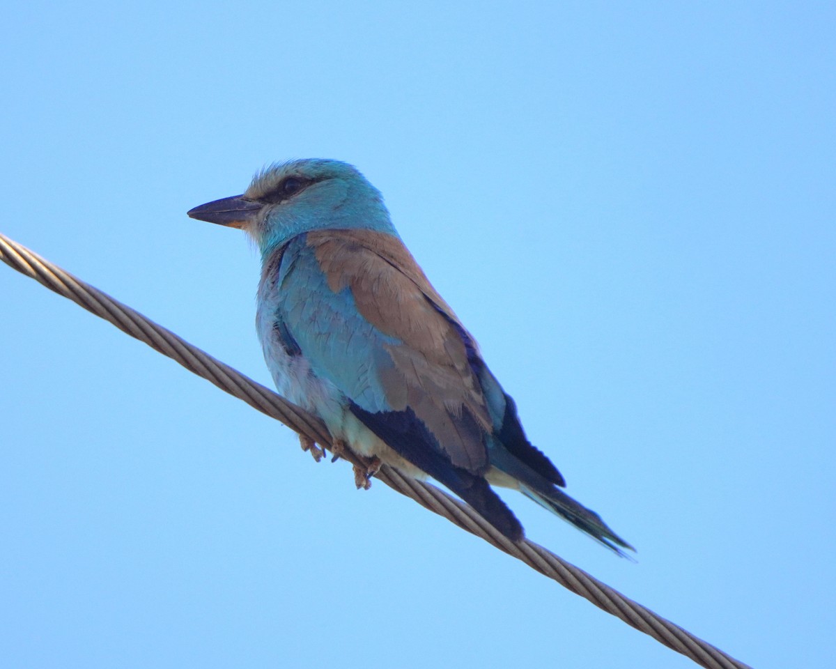 European Roller - ML621742851