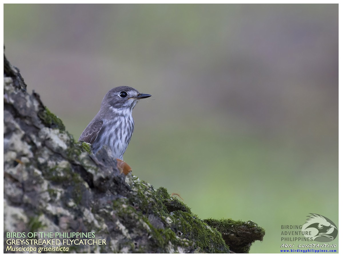 Gray-streaked Flycatcher - ML621742883