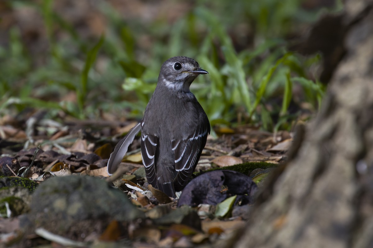 Gray-streaked Flycatcher - ML621742887