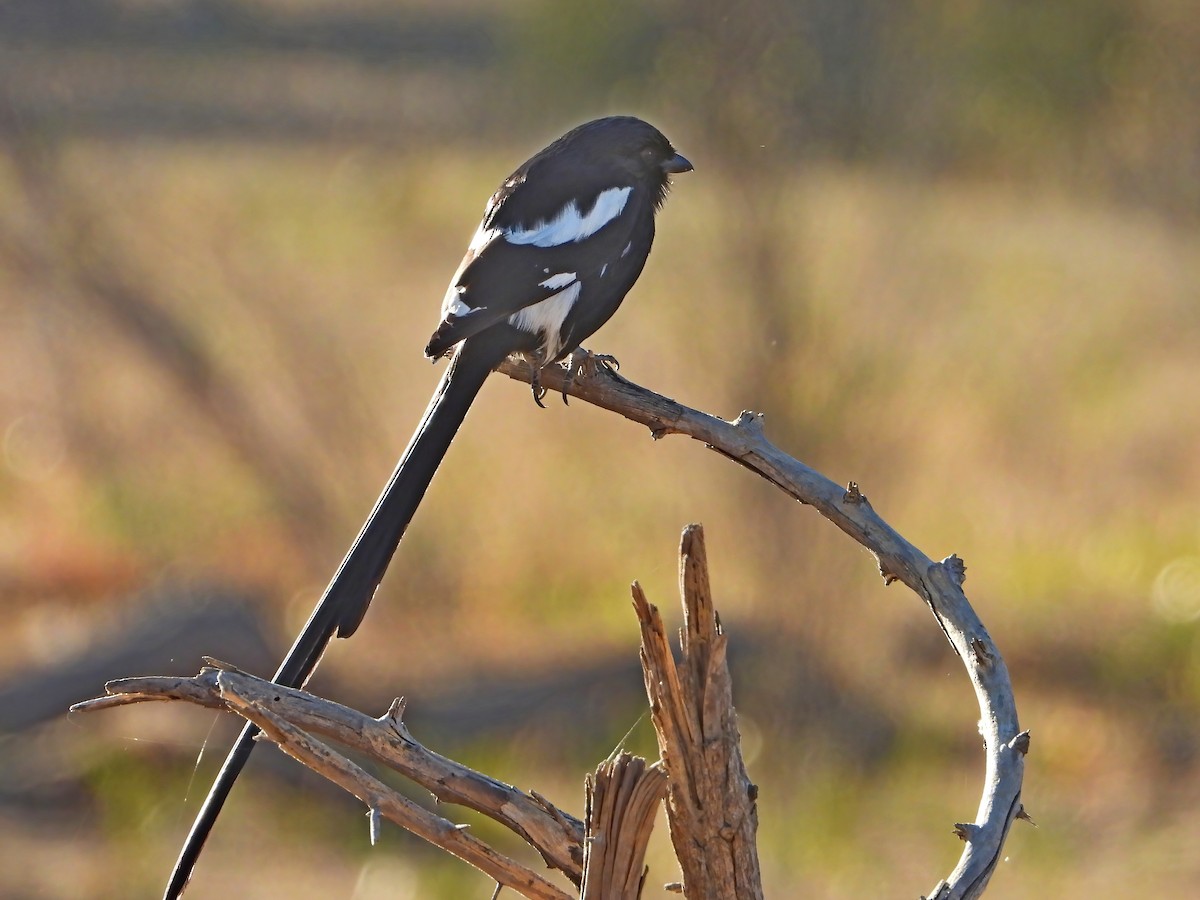 Magpie Shrike - ML621742955