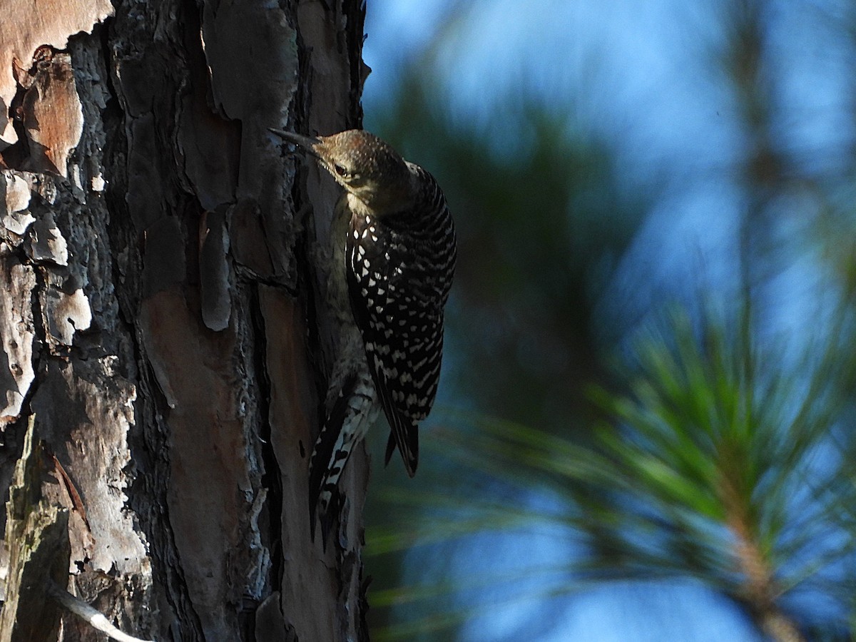 Red-bellied Woodpecker - ML621742977