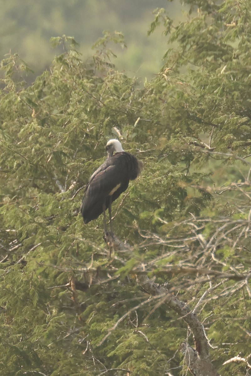 African Woolly-necked Stork - ML621743179