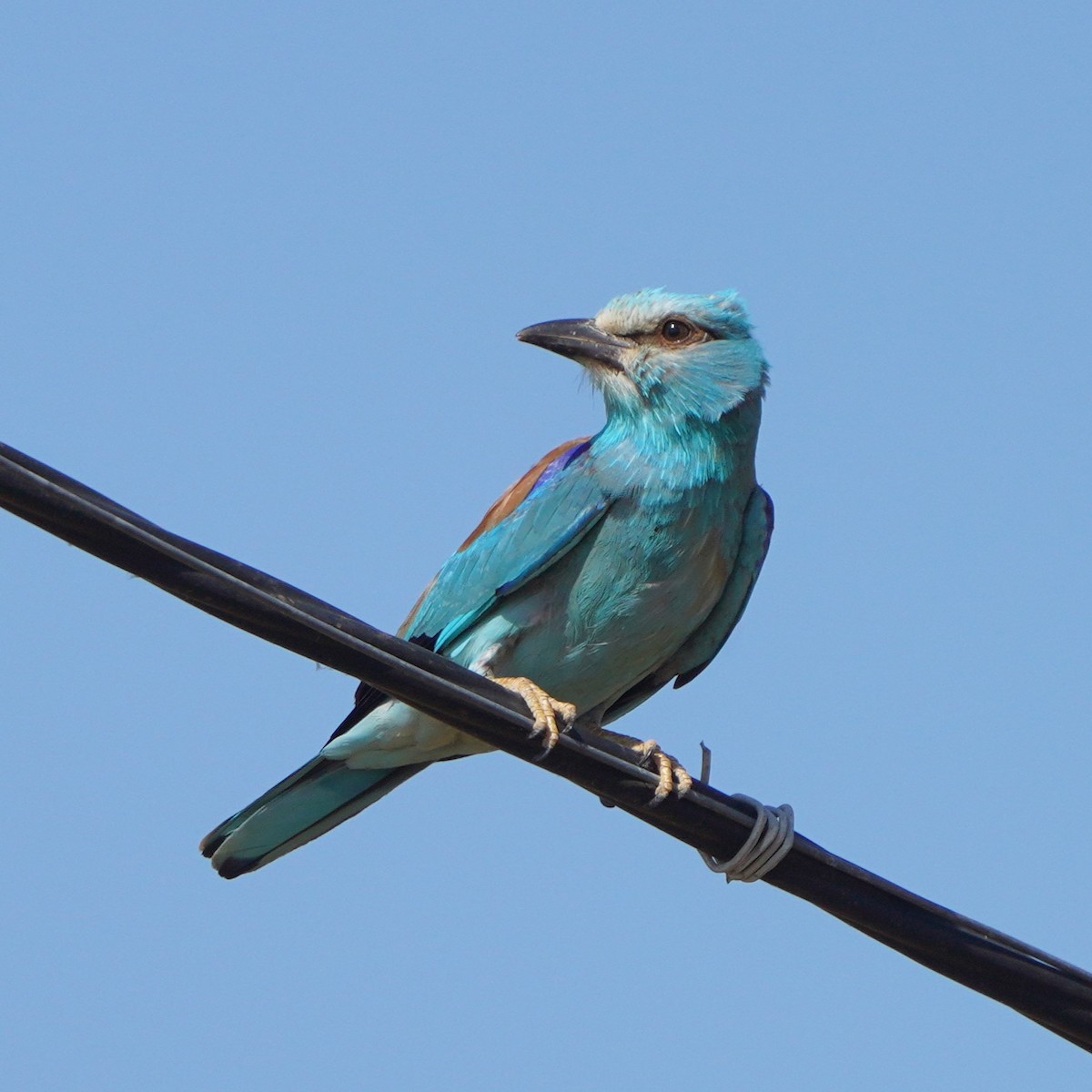 European Roller - ML621743195