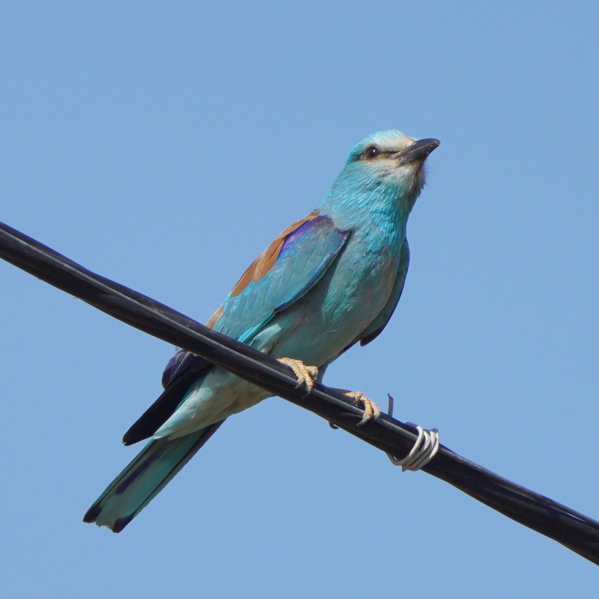 European Roller - ML621743196