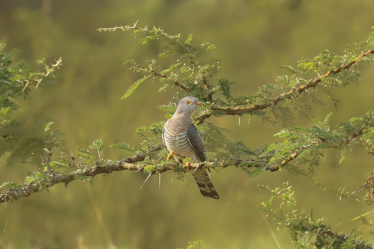 African Cuckoo - Frank Thierfelder