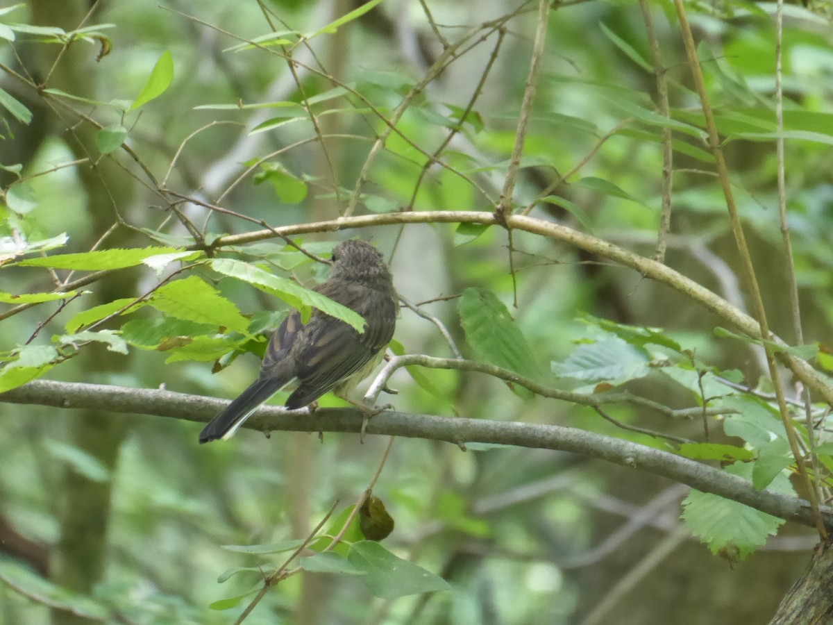 Junco Ojioscuro - ML621743328