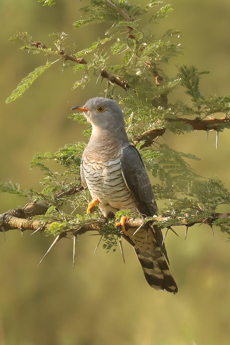 African Cuckoo - ML621743347