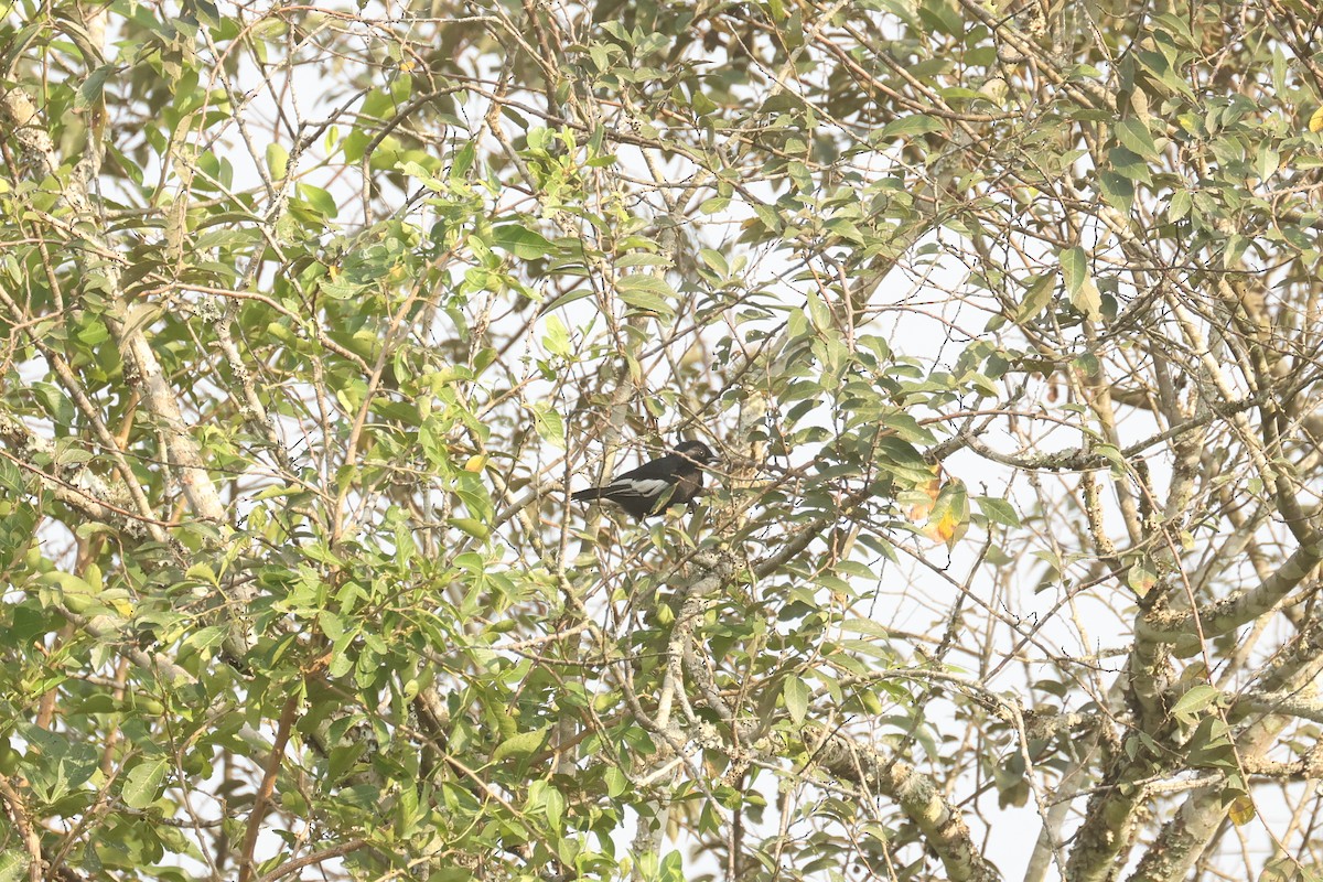 White-winged Black-Tit - ML621743357