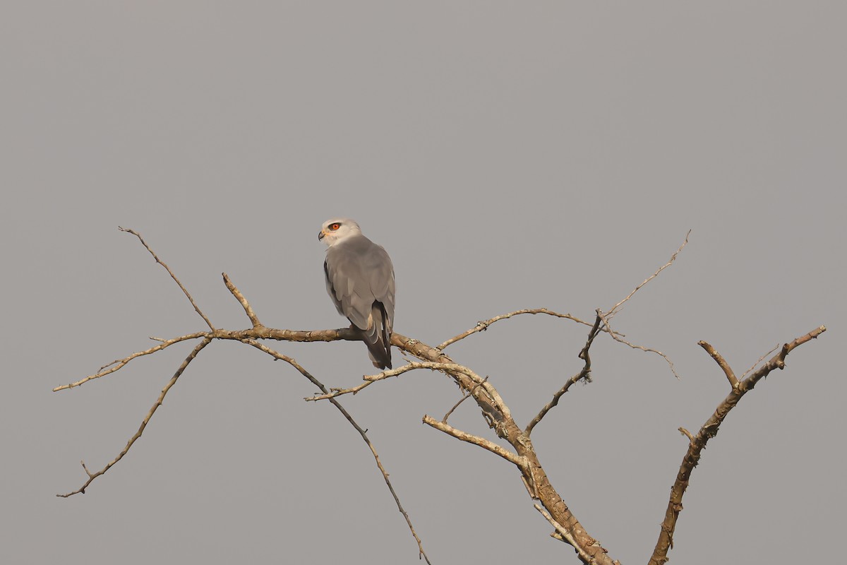 Black-winged Kite - ML621743371