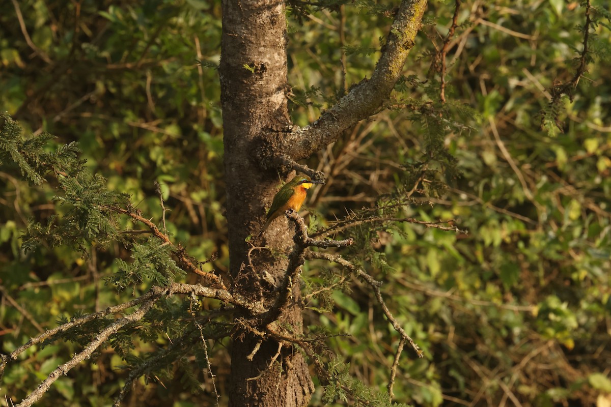 Little Bee-eater - ML621743373