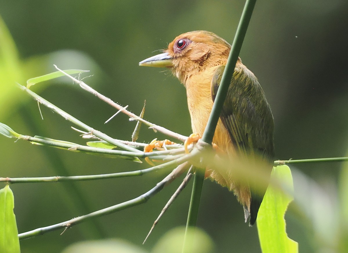 Rufous Piculet - ML621743374