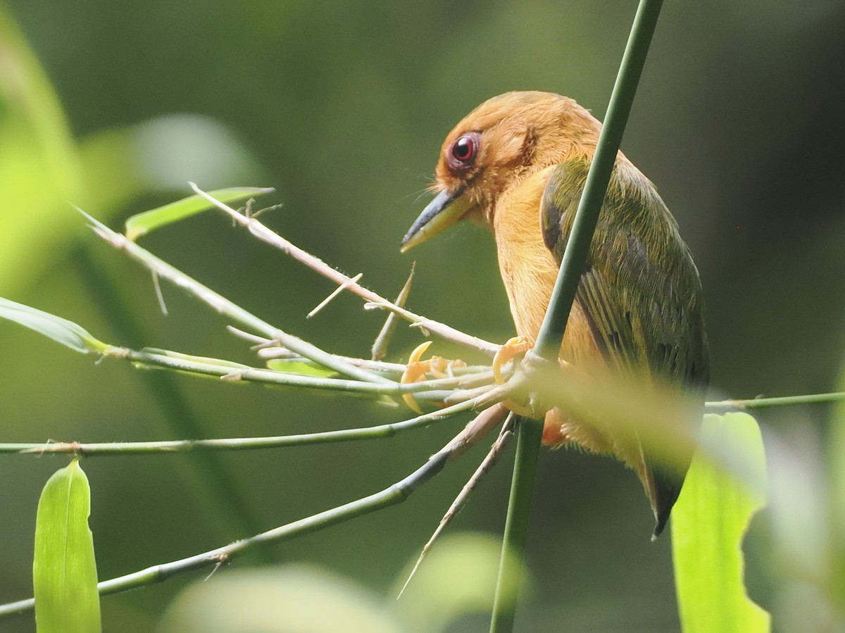 Rufous Piculet - ML621743382