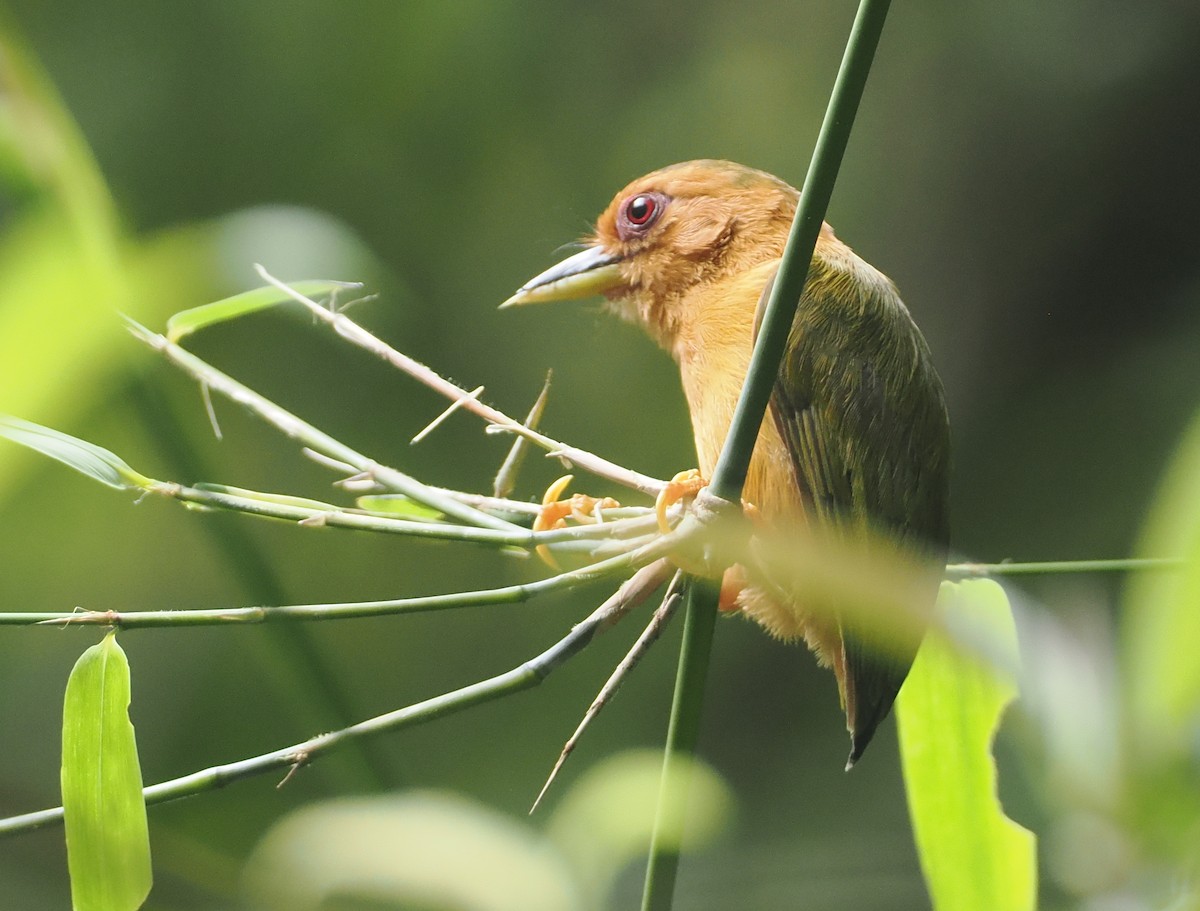 Rufous Piculet - ML621743388