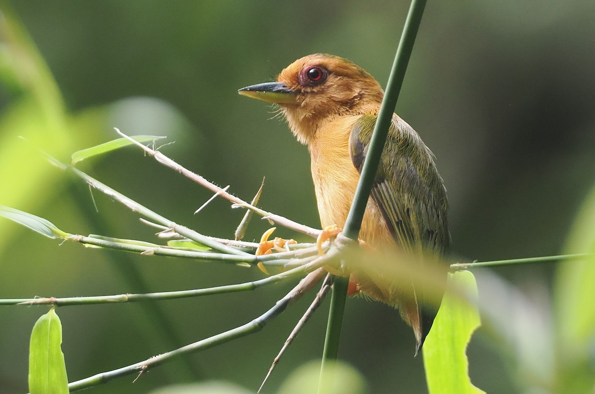 Rufous Piculet - Stephan Lorenz