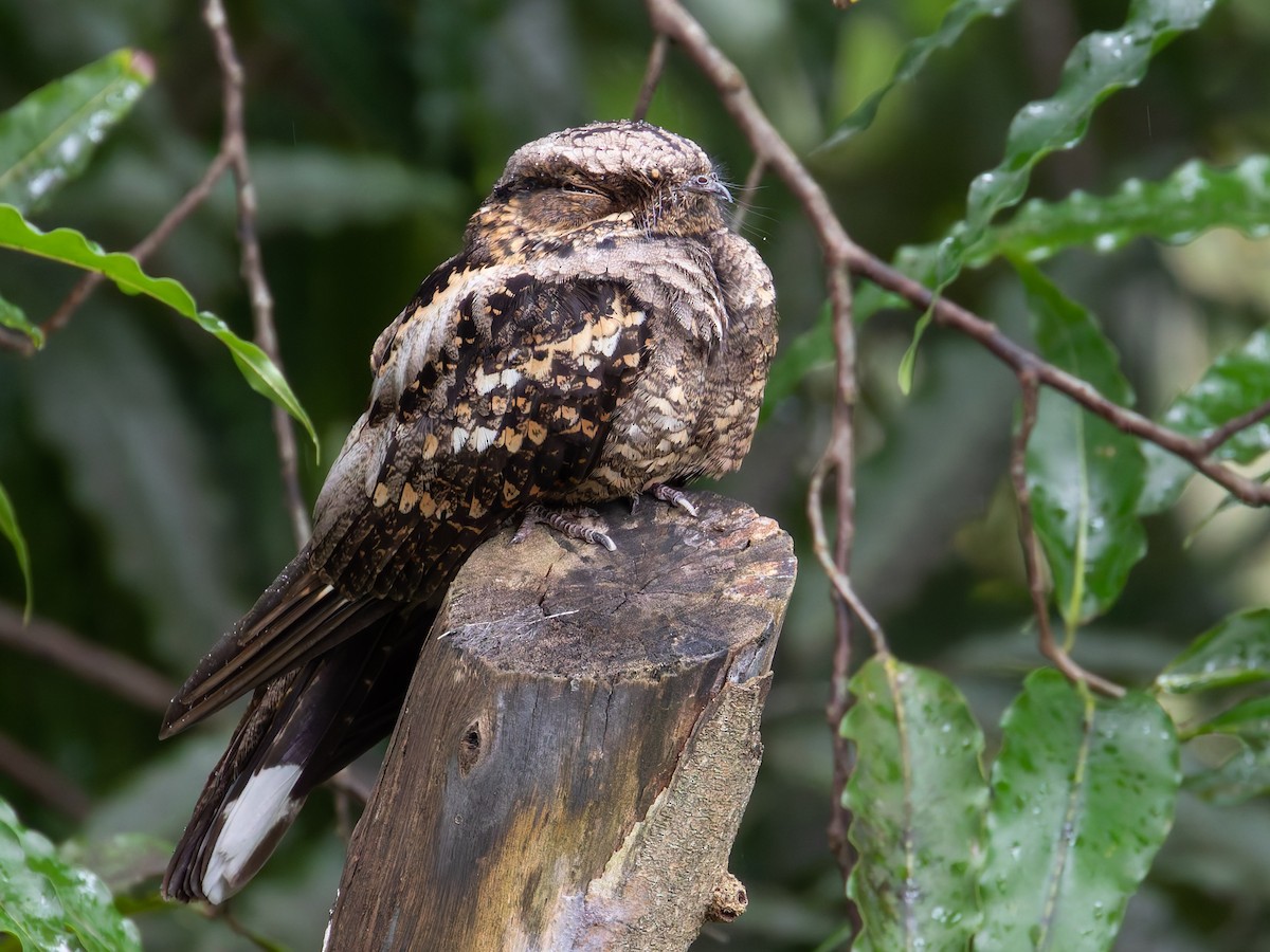 Philippine Nightjar - ML621743438
