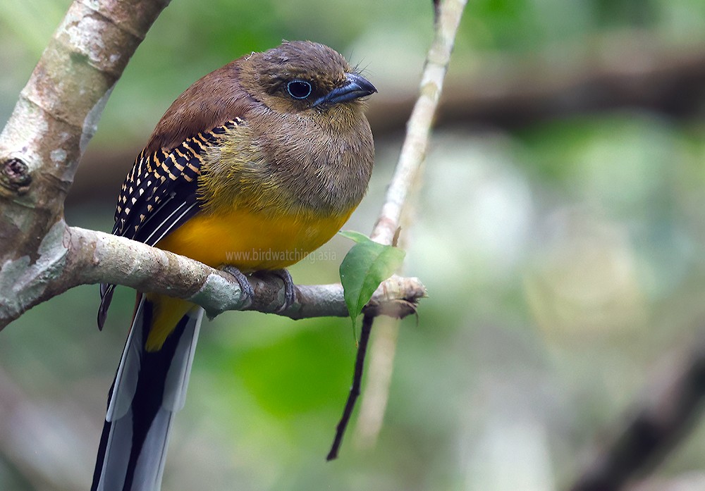 Orange-breasted Trogon - ML621743440