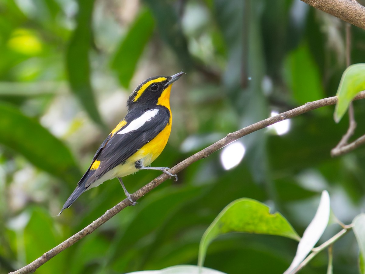 Narcissus Flycatcher - ML621743442