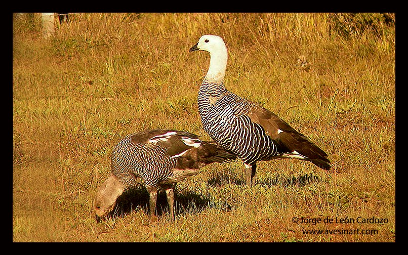 Upland Goose - Jorge de Leon Cardozo