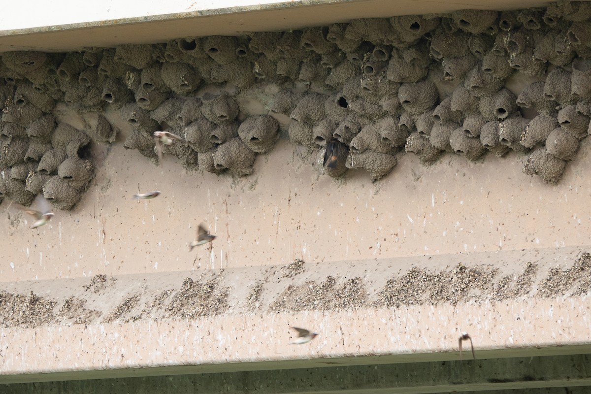 Cliff Swallow (pyrrhonota Group) - ML621743508