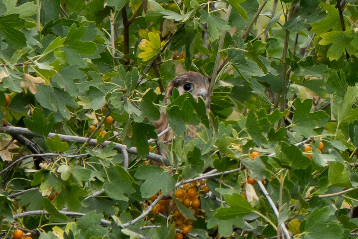 American Kestrel - Marilyn Henry