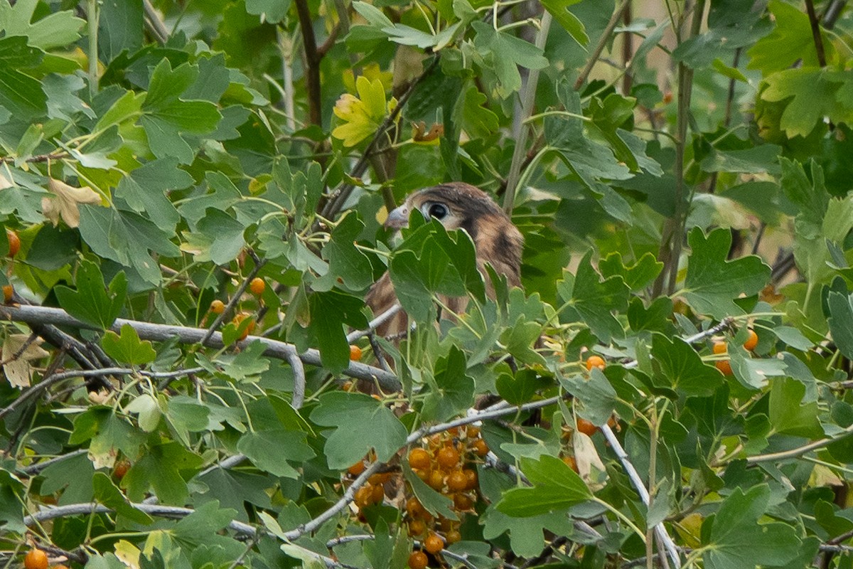 American Kestrel - ML621743554