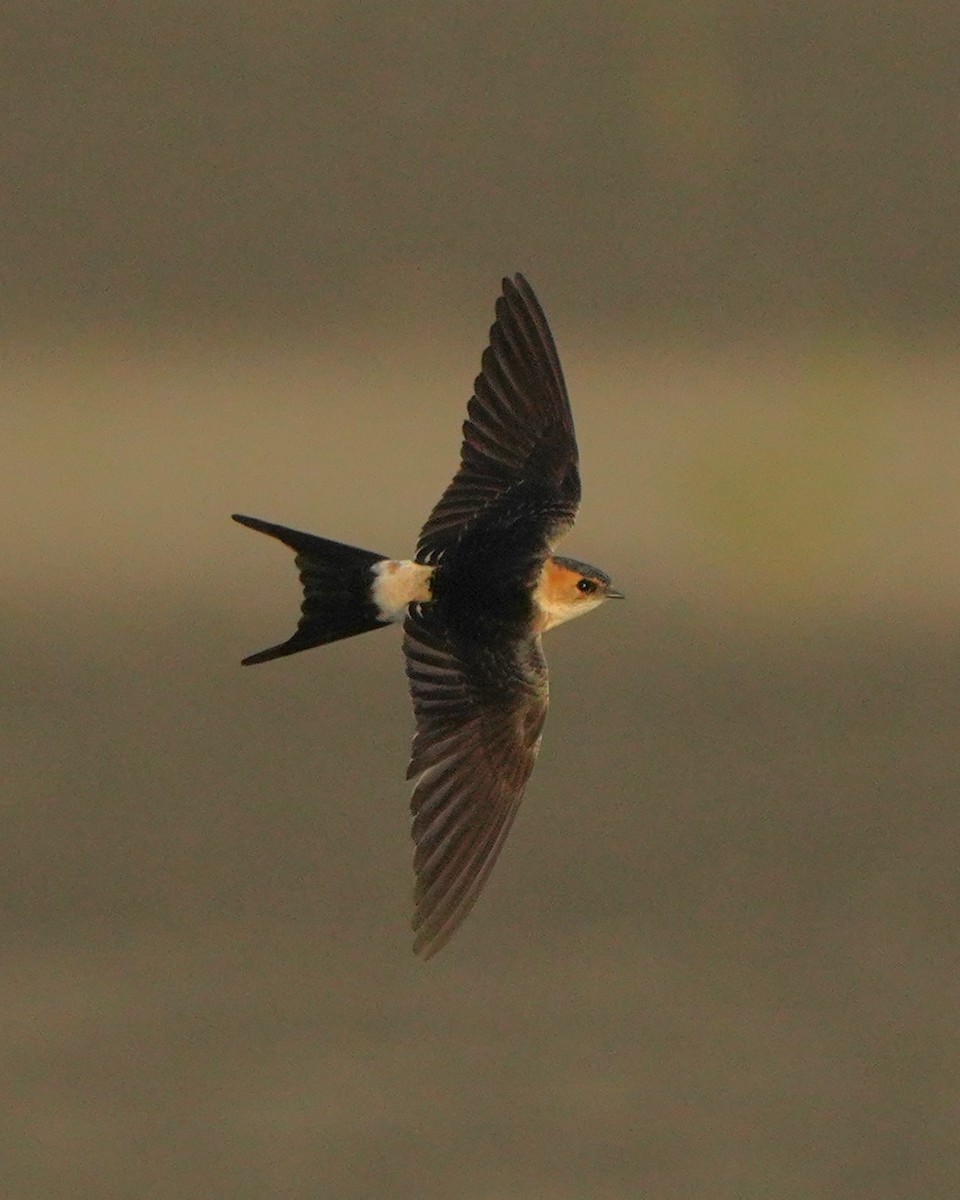 Red-rumped Swallow - Jörg Albert